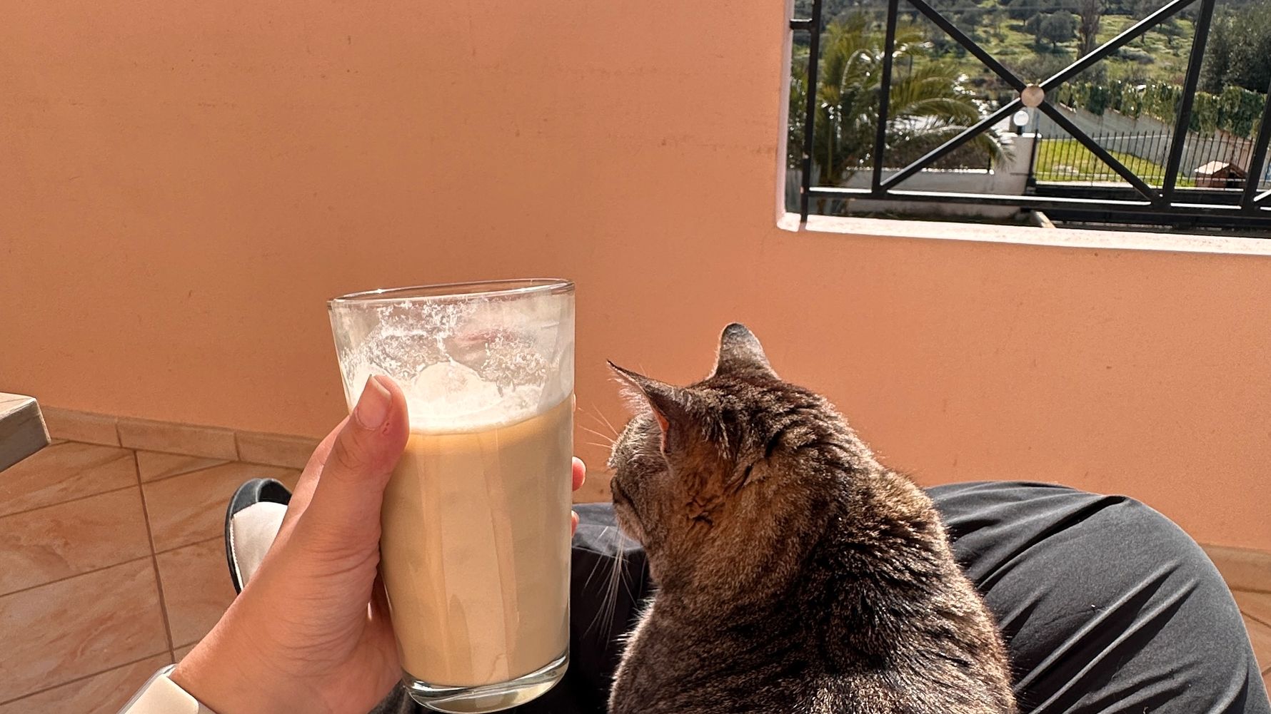 natucate-erfahrungsbericht-griechenland-tierschutz-jasira-katze-balkon