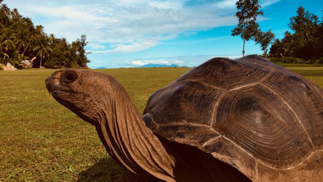 freiwilligenarbeit-seychellen-erfahrungsbericht-artenschutz-kundenfotos-schildkroete-natucate