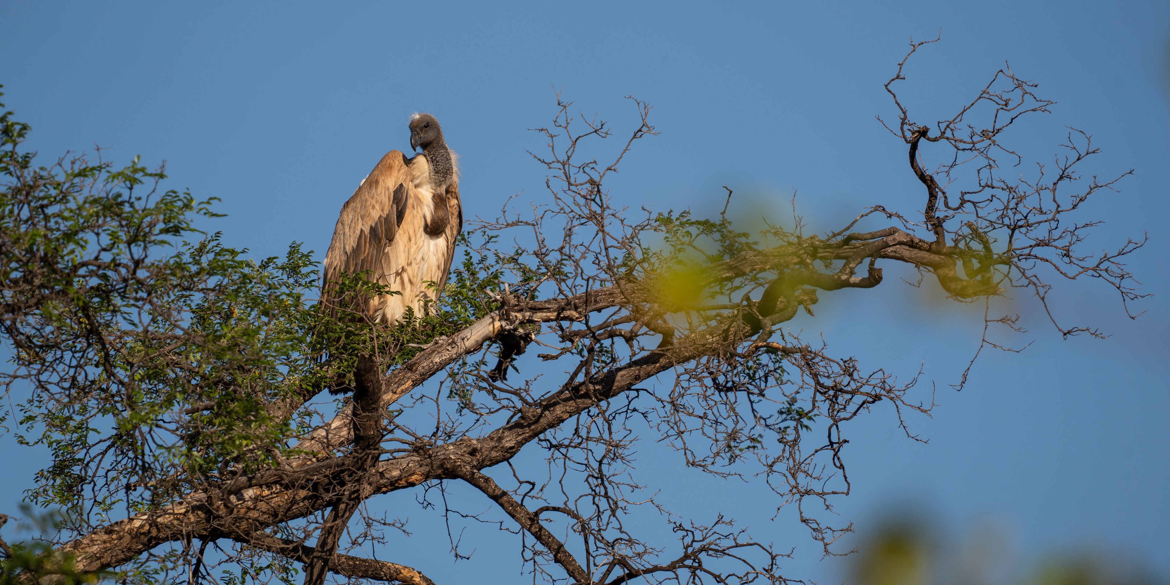 natucate-guide-course-south-africa-et-svenja-white-backed-vulture