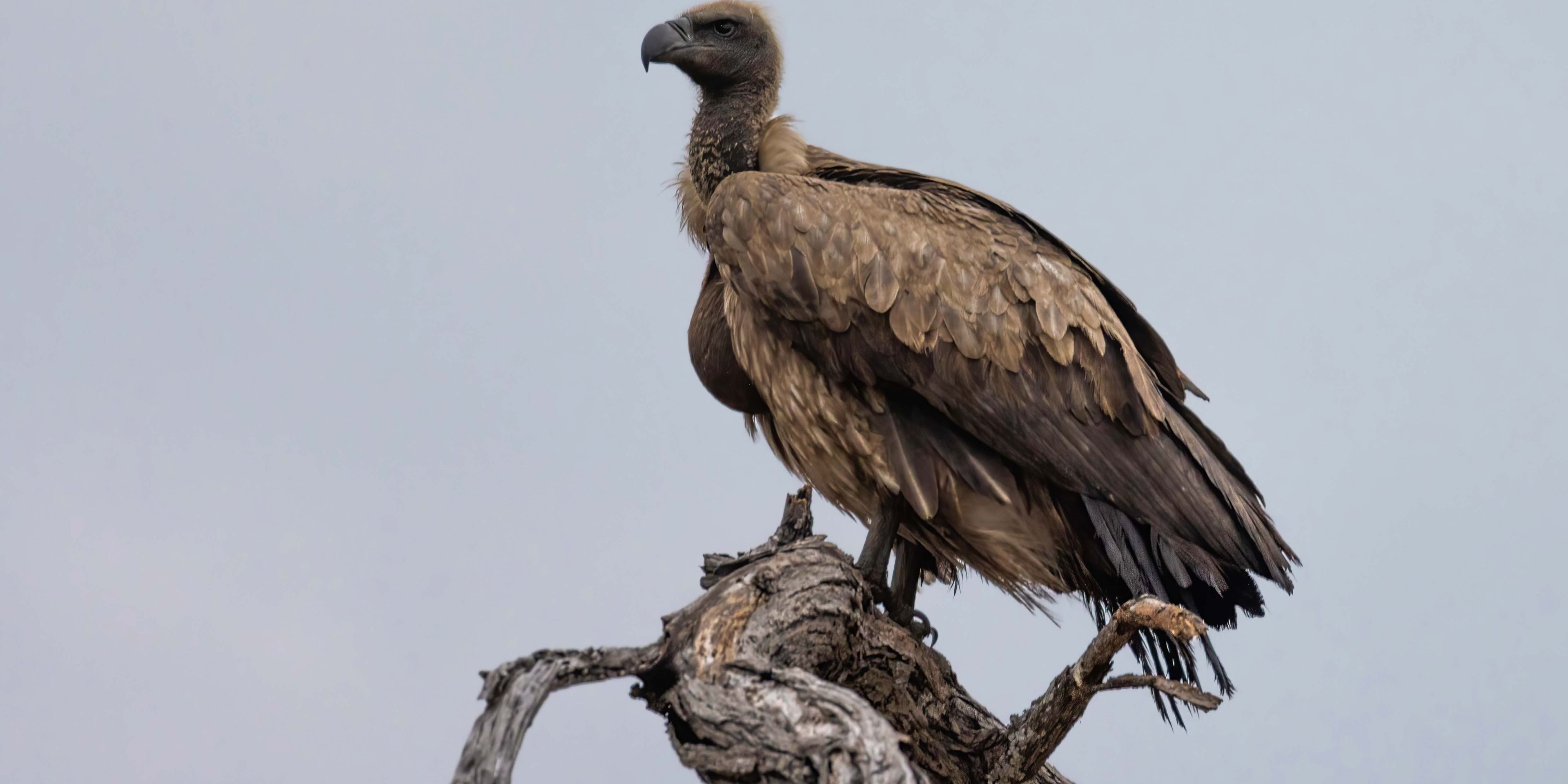 natur-und-rangerkurs-botswana-afrika-san-survival-skills-tracking-geier-natucate