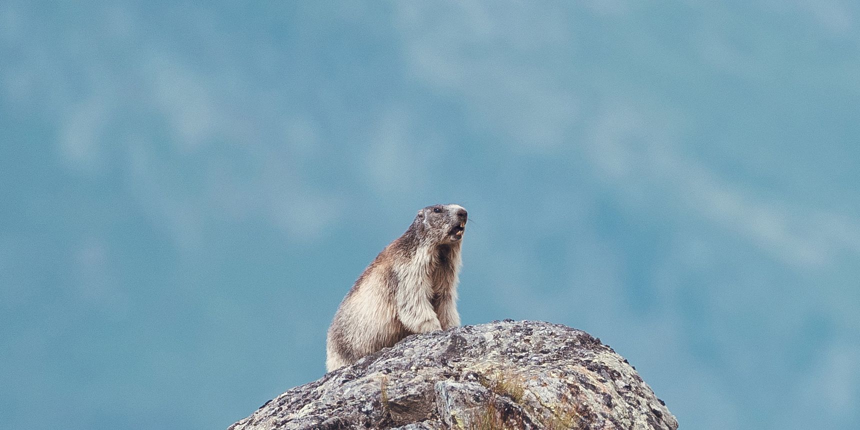 A marmot from the French Alps sits alone on a rock