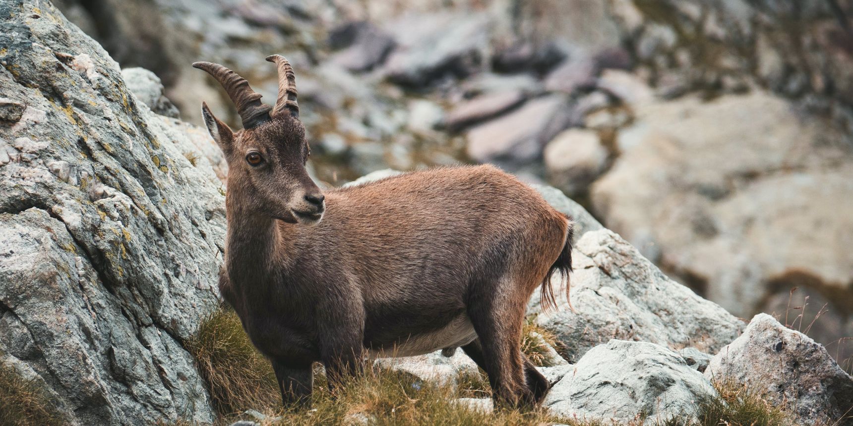 A young ibex with small horns stands in the stony Alps