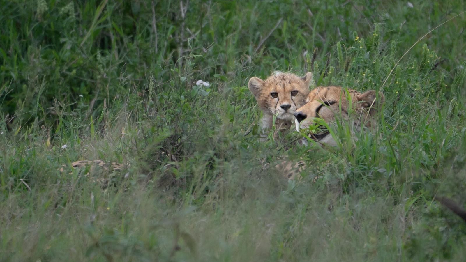 Cheetah mum with cub