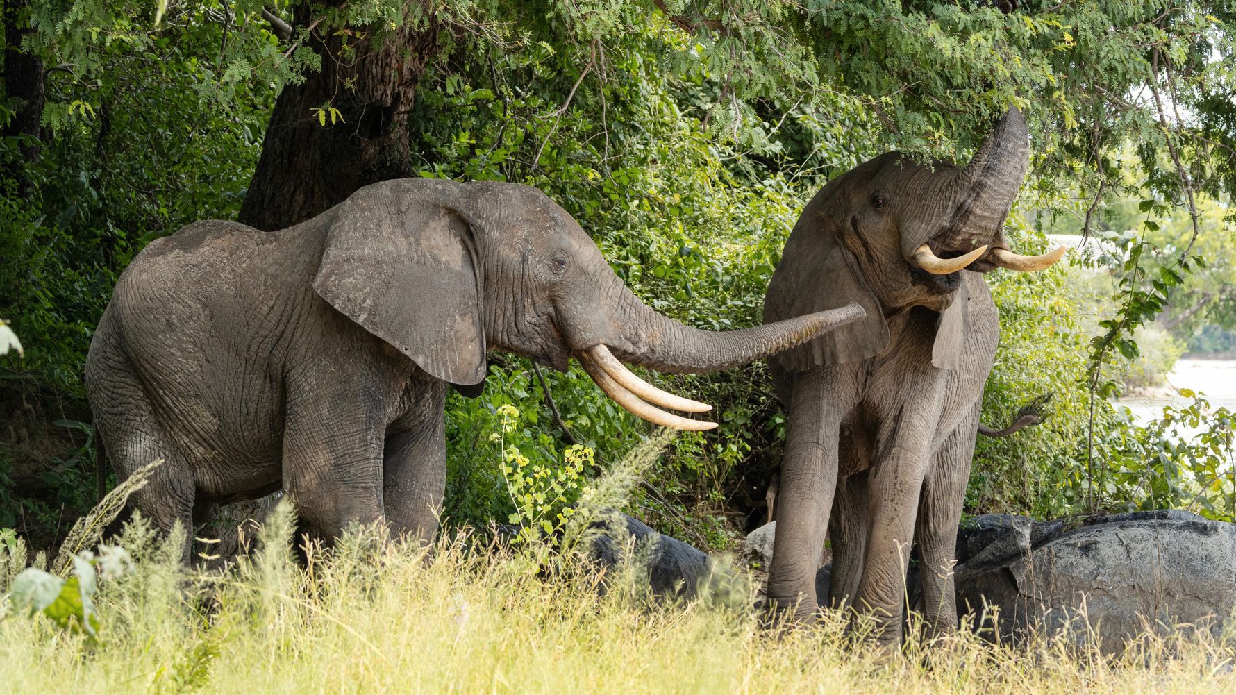 natucate-blog-travel-guide-tansania-ruaha-nationalpark-forest-elephants