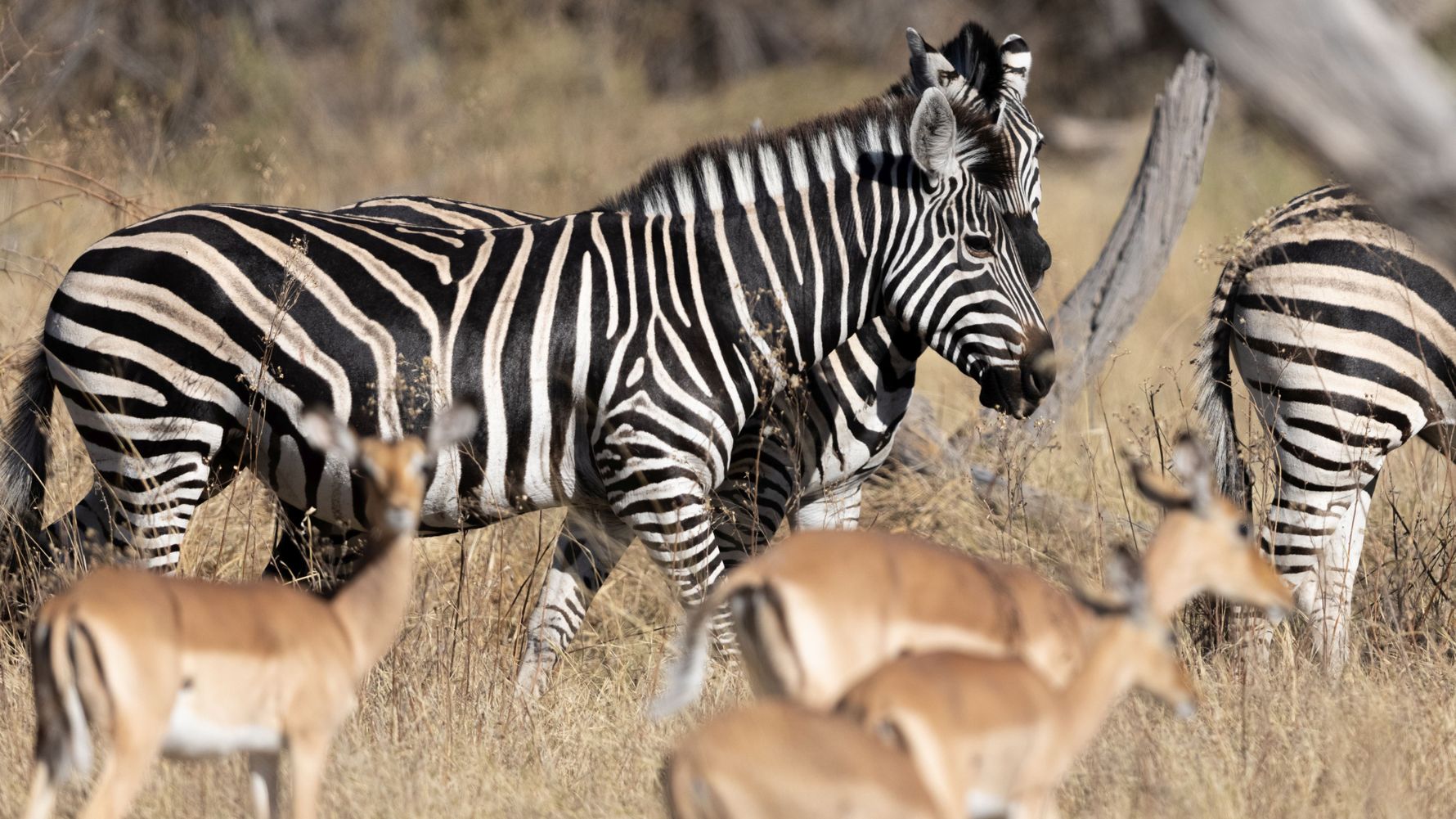 landingpage-auslandsjahr-afrika-zebras-impalas-natucate