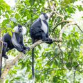 tansania-laenderinformationen-colobus-jozani-natucate