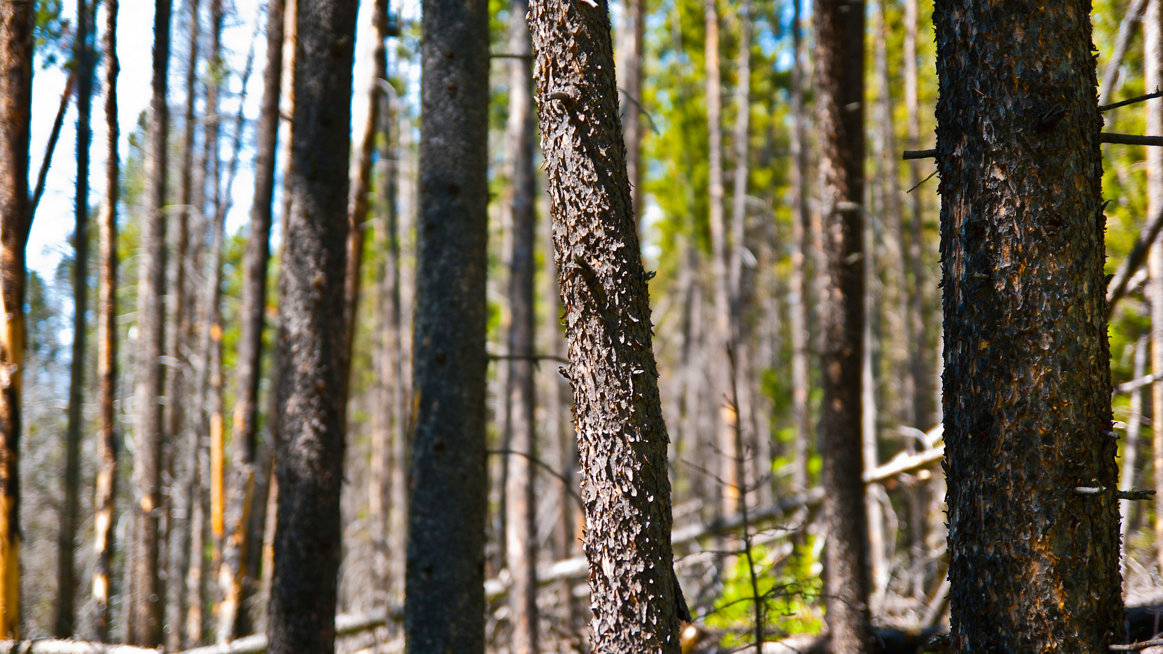 natur-und-rangerkurse-kanada-nordamerika-bushcraft-survival-extreme-british-columbia-natucate