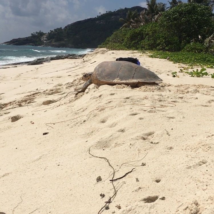 freiwilligenarbeit-seychellen-artenschutz-erfahrungsbericht-kundenfotos-strand-schildkroete-natucate