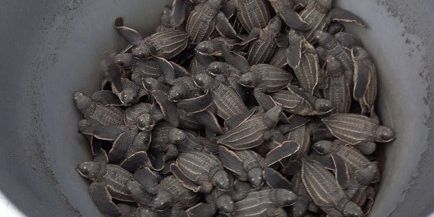 Viele frisch geschlüpfte Babyschildkröten werden in einem Eimer transportiert.