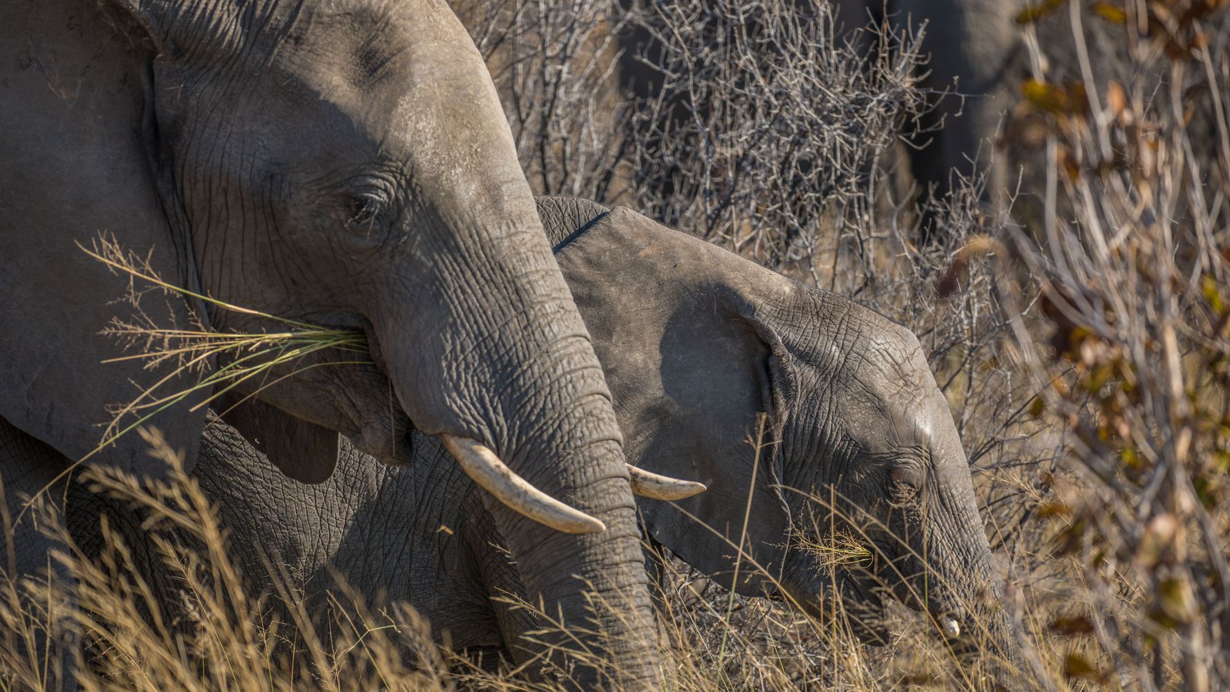 Safari Simbabwe: zwei grasende Elefanten in der Savanne Afrikas