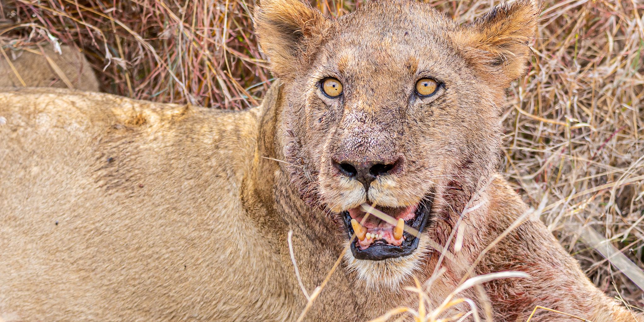 natucate-guide-courses-bw-south-africa-lioness-bush