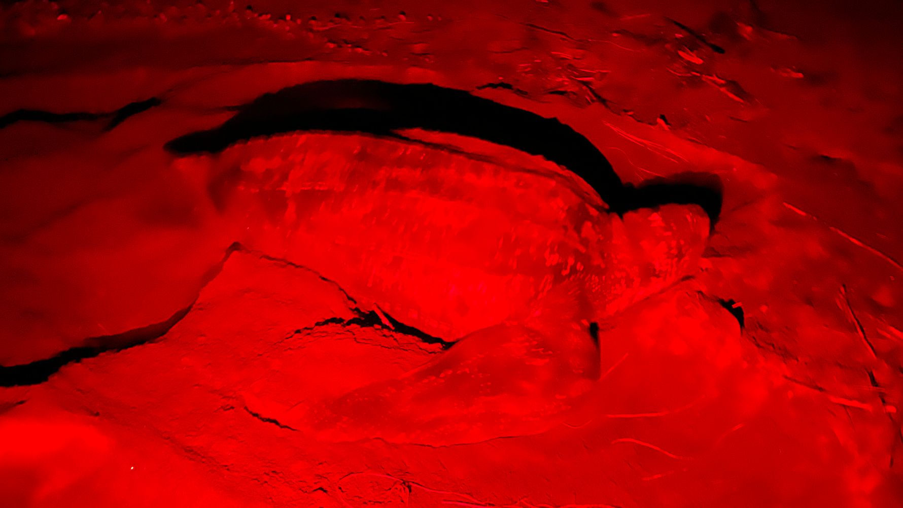 Eine erwachsene Schildkröte wurde nachts mithilfe einer Rotlicht-Lampe am Strand im Sand gefunden