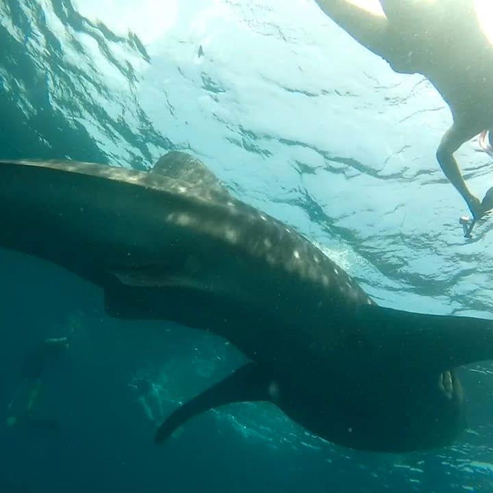 Whale Shark Conservation & Diving