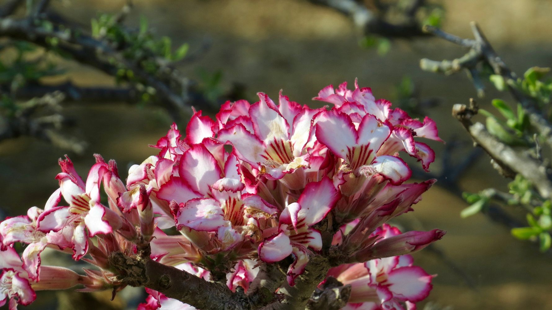 blog-sabbatjahr-steuern-sparen-im-sabbatical-blume-natucate