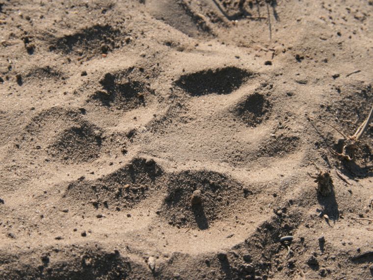 Nahaufnahme eines Pfotenabdrucks im afrikanischen Sand