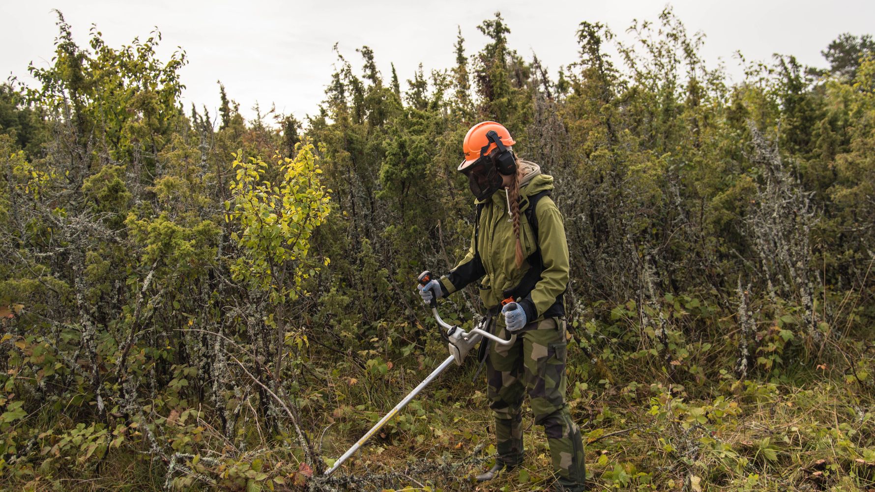 Freiwilligenarbeit Estland: Volunteer bei Naturschutzarbeiten
