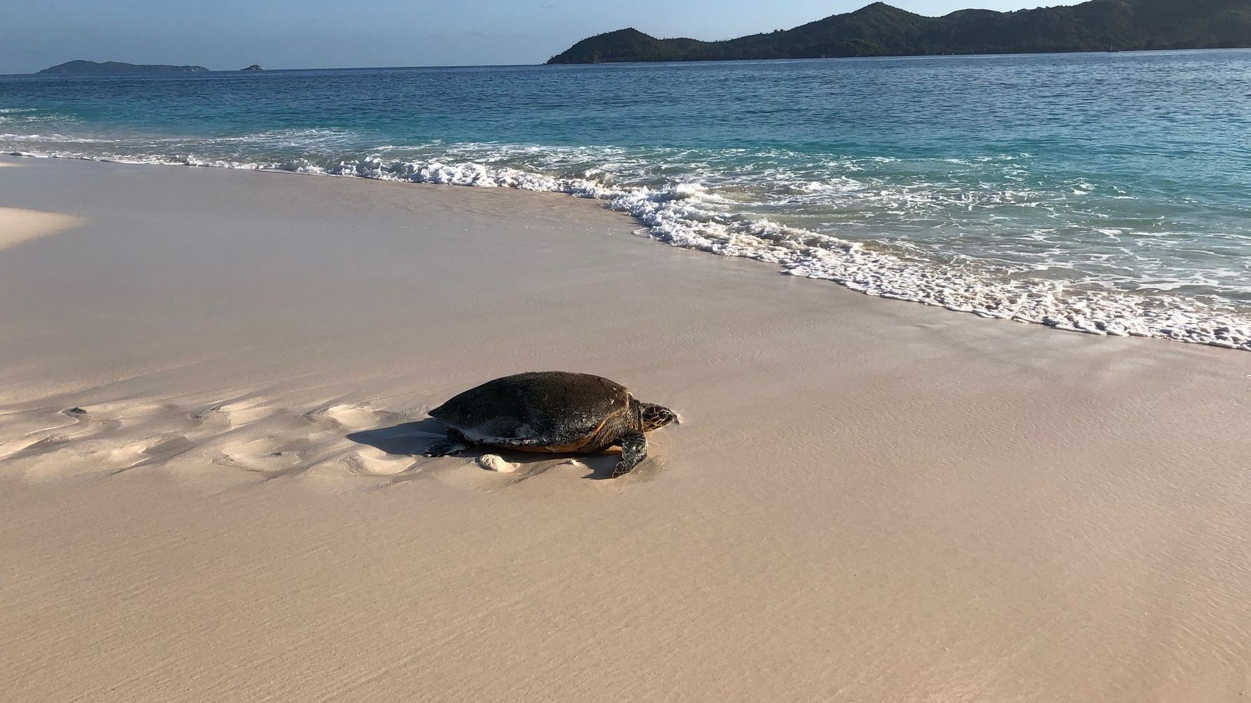 erfahrungsberichte-freiwilligenarbeit-seychellen-cousin-island-artenschutz-kai-schildkroete-natucate