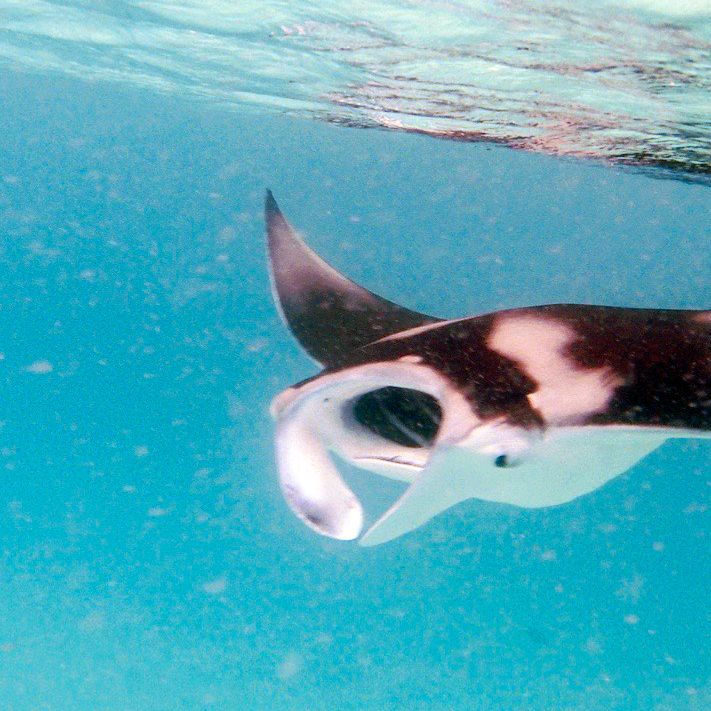 erfahrungsbericht-freiwilligenarbeit-malediven-walhaischutz-rochen-annekathrin-natucate