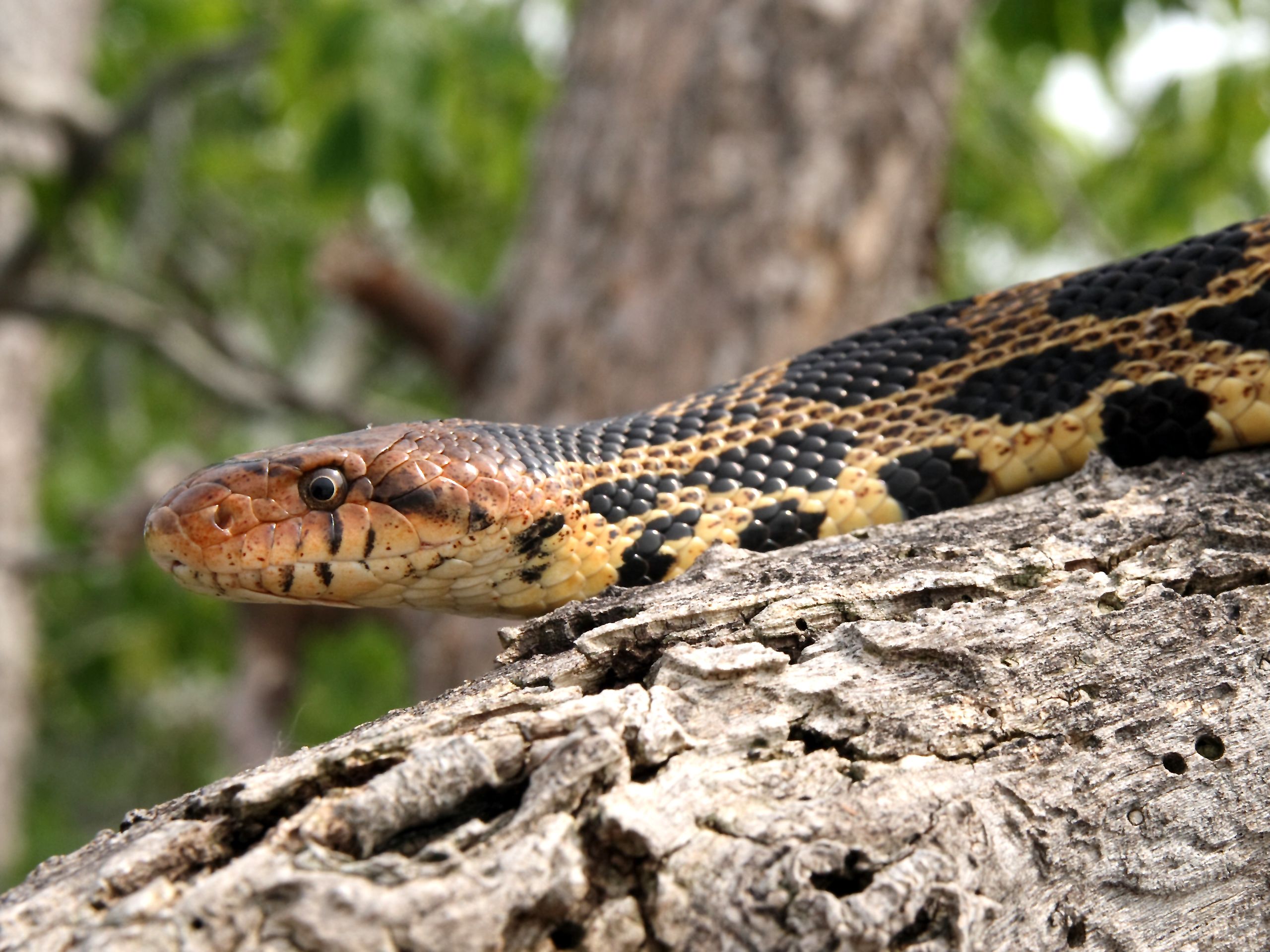 Desert Herpetology in Arizona, USA ⋅ Natucate