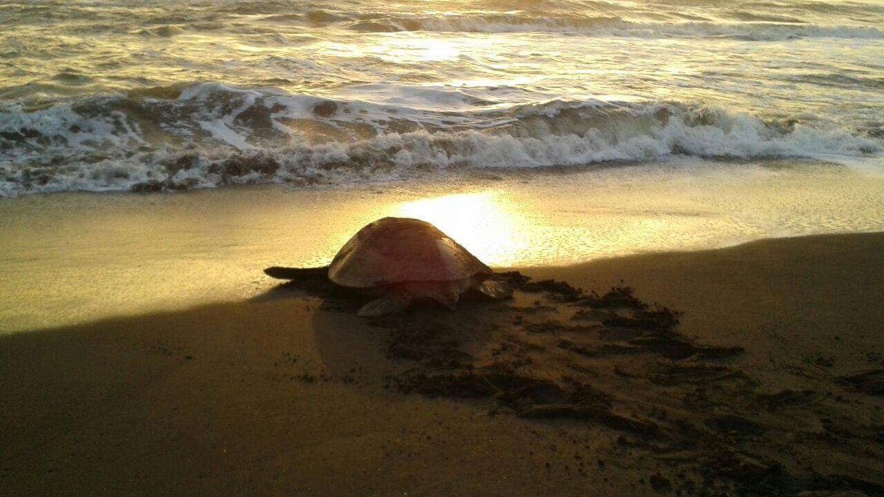 erfahrungsberichte-freiwilligenarbeit-costa-rica-schildkroetenschutz-stefanie-schildkroete-sonnenuntergang-natucate