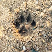 erfahrungsberichte-suedafrika-rangerausbildung-tierspuren-natucate