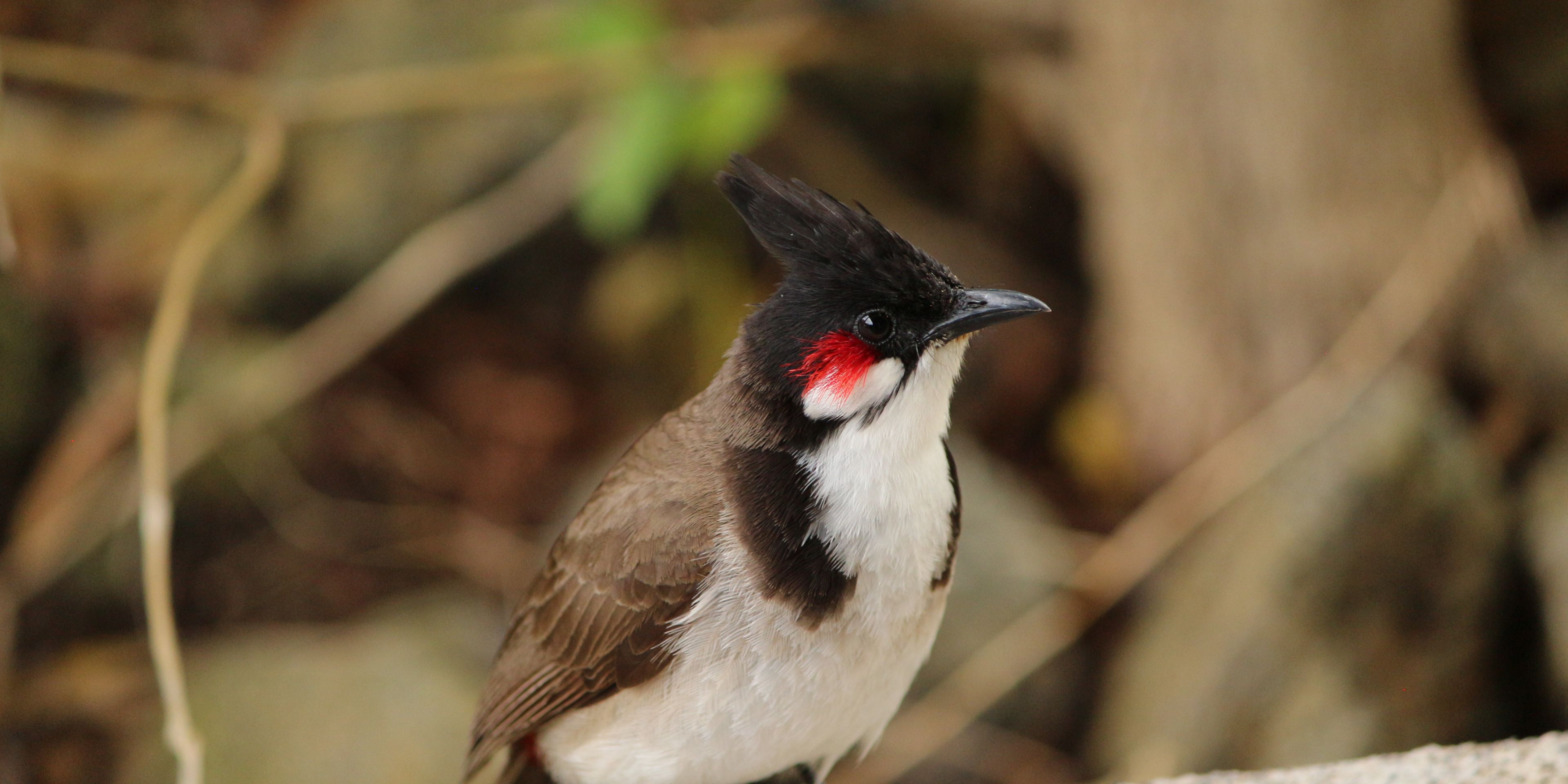 Volunteering in Mauritius: a small bird sitting on a branch