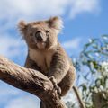 Ein Koala, Australiens nationales Symbol, sitzt auf einem Baum in Down Under.