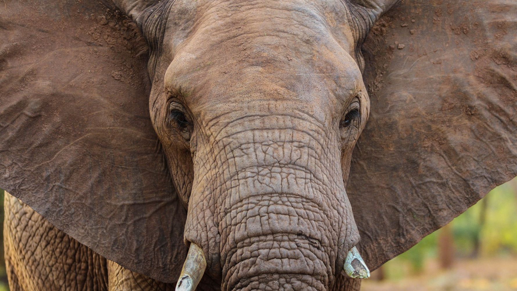 erlebnisreise-suedliches-afrika-erfahrungsbericht-ecoquest-kundenfotos-elefant-natucate