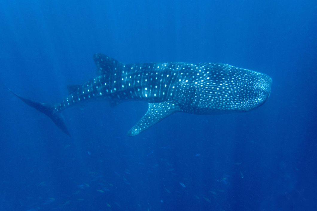 Aufnahme eines Walhais, der in den Gewaessern der Malediven gesichtet wurde; unter ihm schwimmen kleine Fische