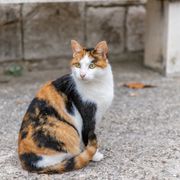 natucate-erfahrungsbericht-griechenland-praktikum-tiermedizin-carolanne