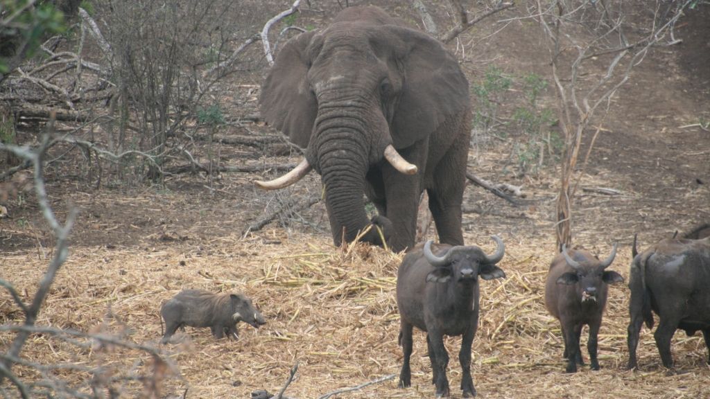 erfahrungsbericht-suedafrika-kundenfotos-sabbatjahr-wildtiere-natucate