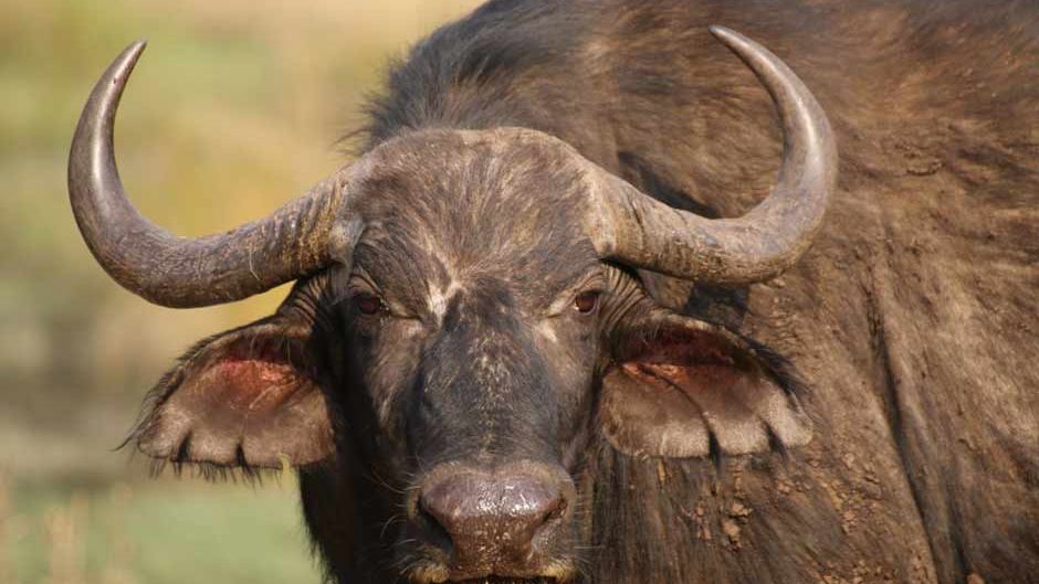 erfahrungsbericht-zimbabwe-rangerausbildung-kundenfotos-wasserbueffel-natucate