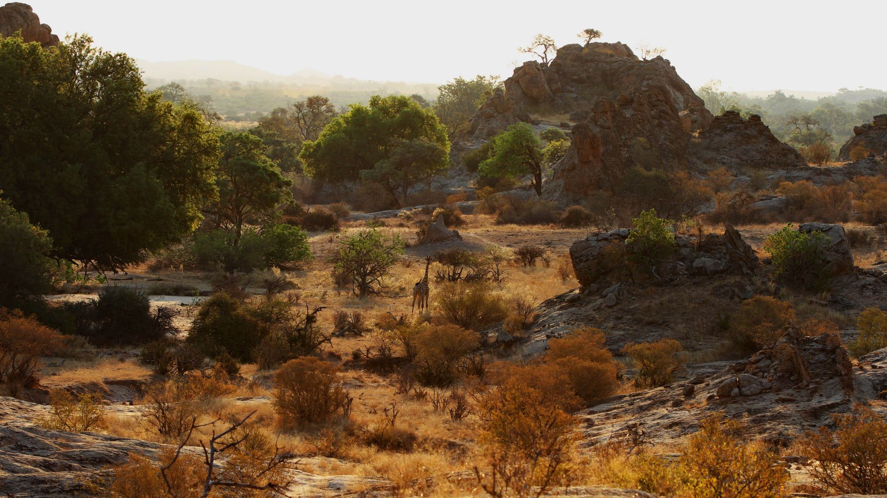 erfahrungsberichte-suedliches-afrika-pfg-rangerausbildung-kundenfotos-giraffe-natucate