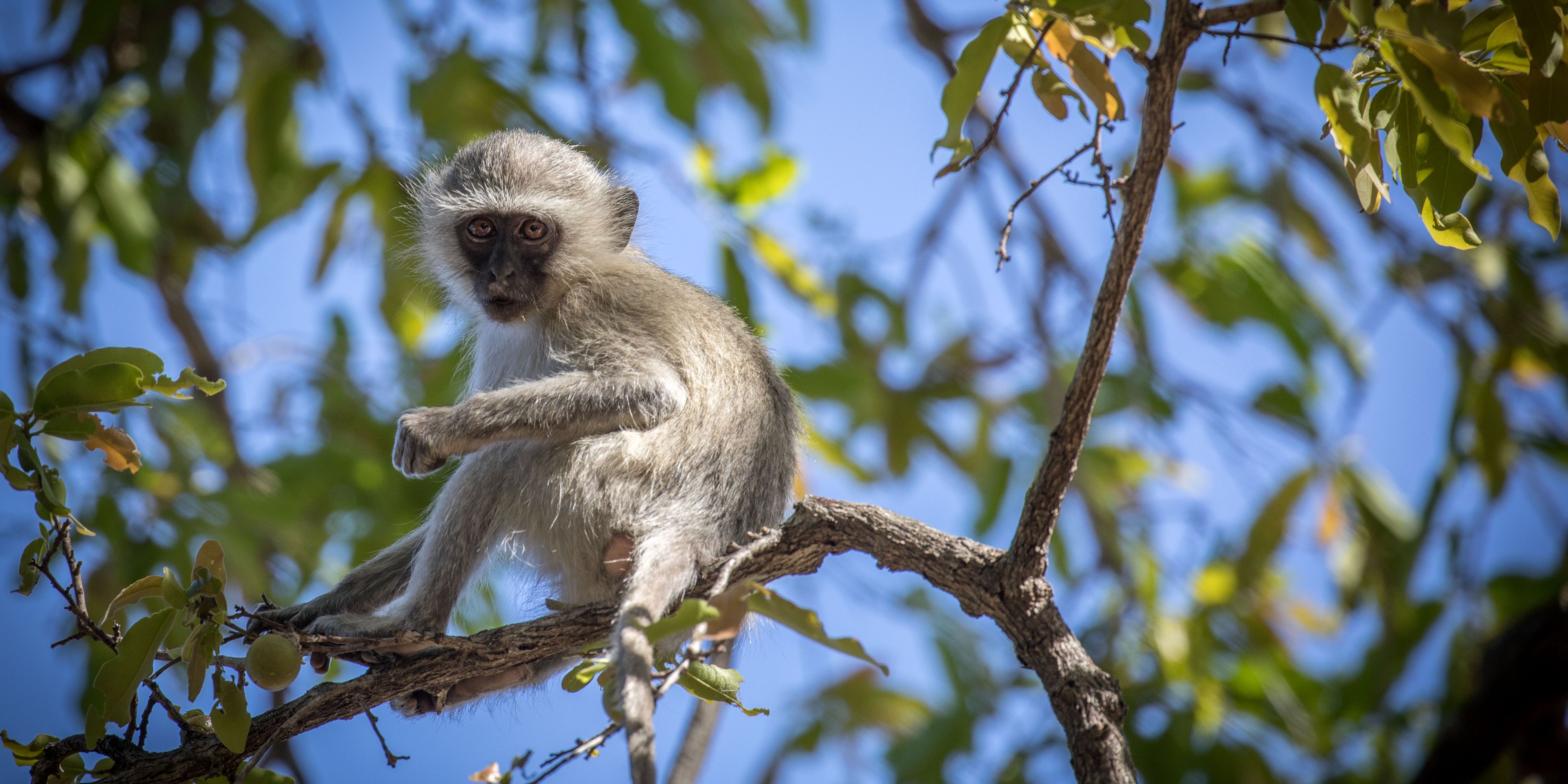sabbatical-suedliches-afrika-namibia-field-guide-level-1-freiwilligenarbeit-gruenmeerkatze-natucate