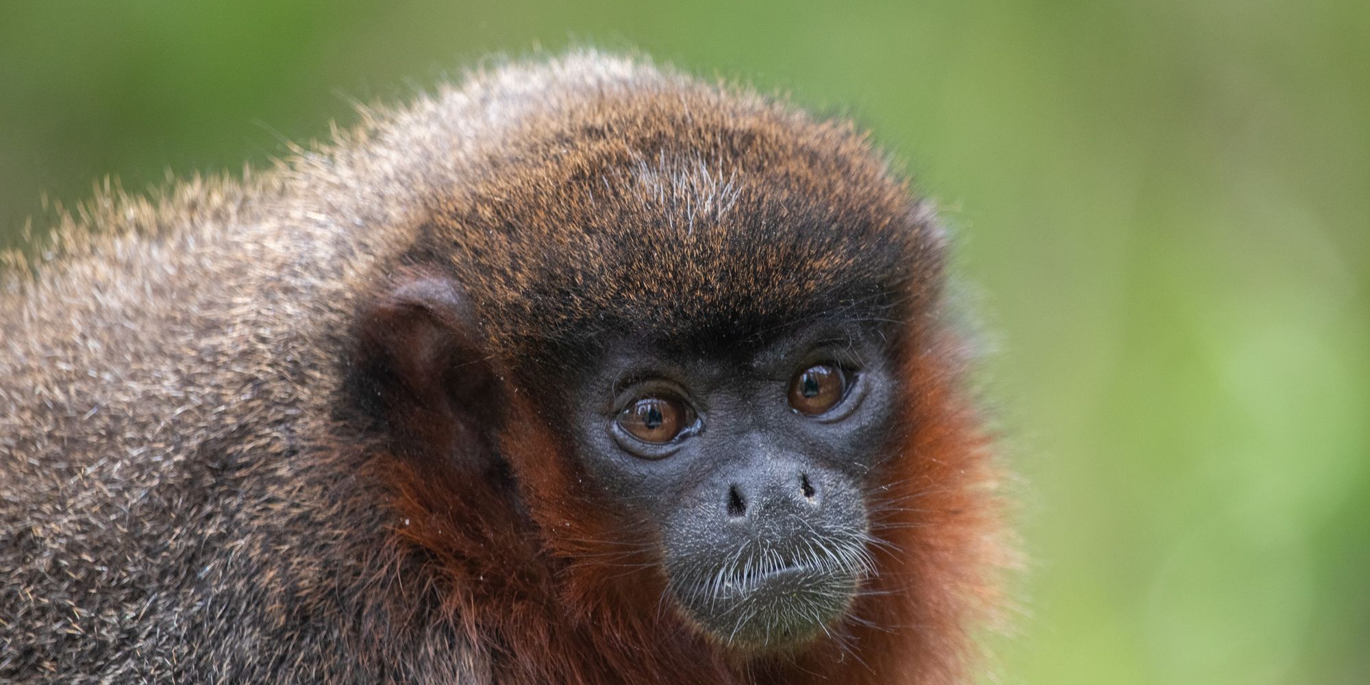 kurs-peru-primatenverhalten-und-wildtierbiologie-brown-titi-monkeys-natucate