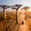 madagascar-laenderinformationen-baobab-alee