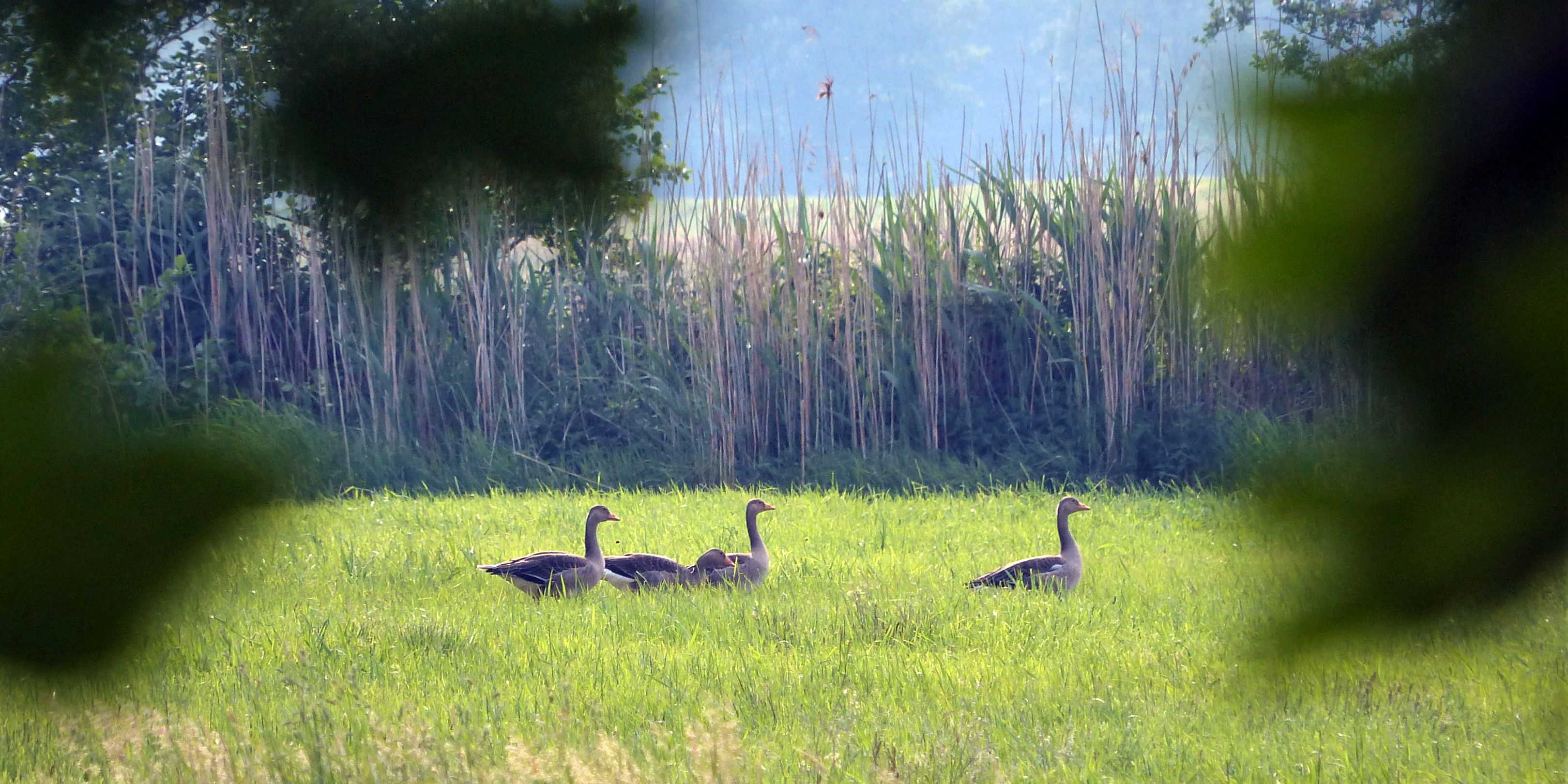 naturreise-deutschland-ostfriesland-ecotour-gaense-natucate