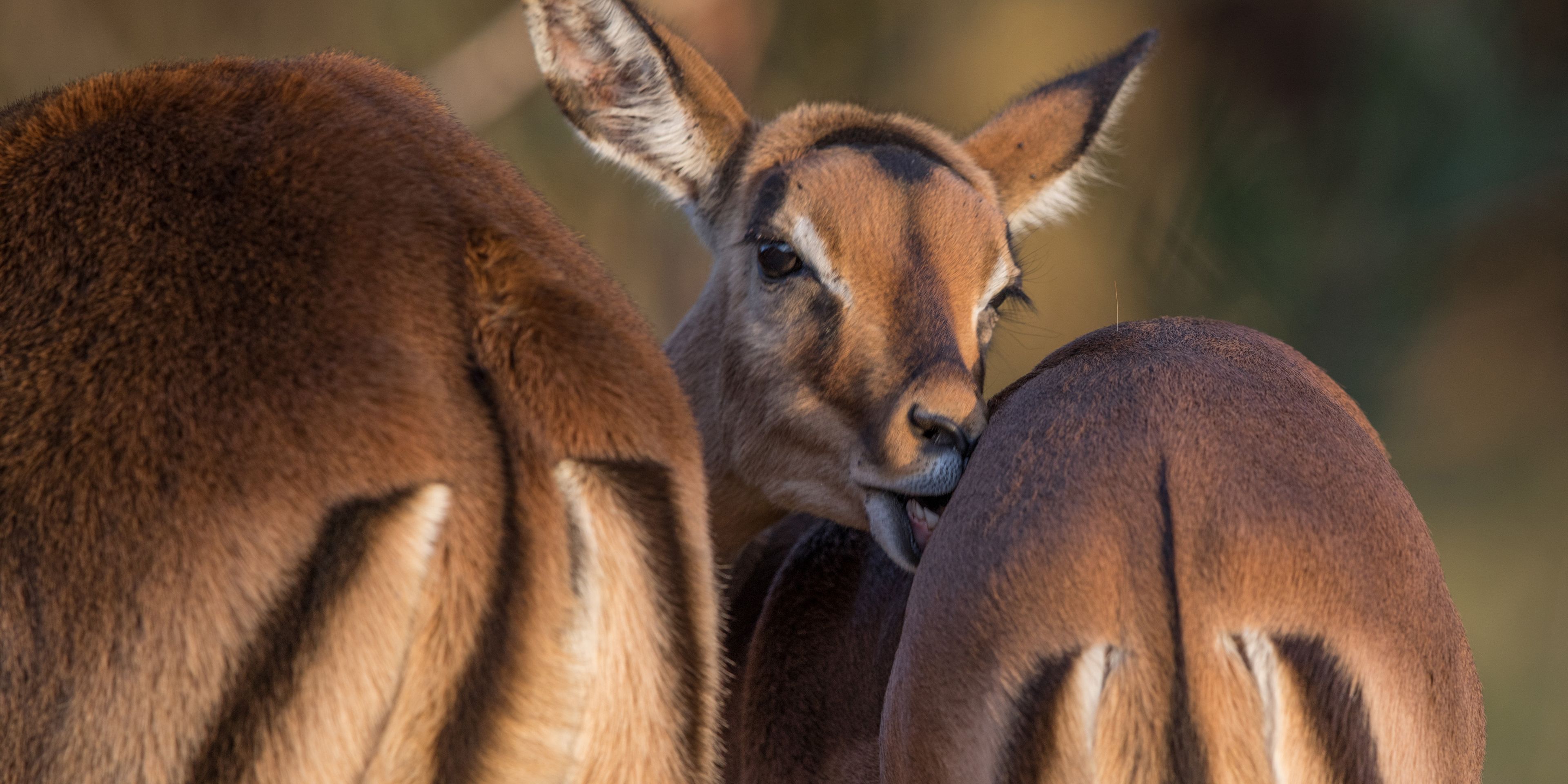 safari-botswana-abenteuer-okavango-delta-impalas