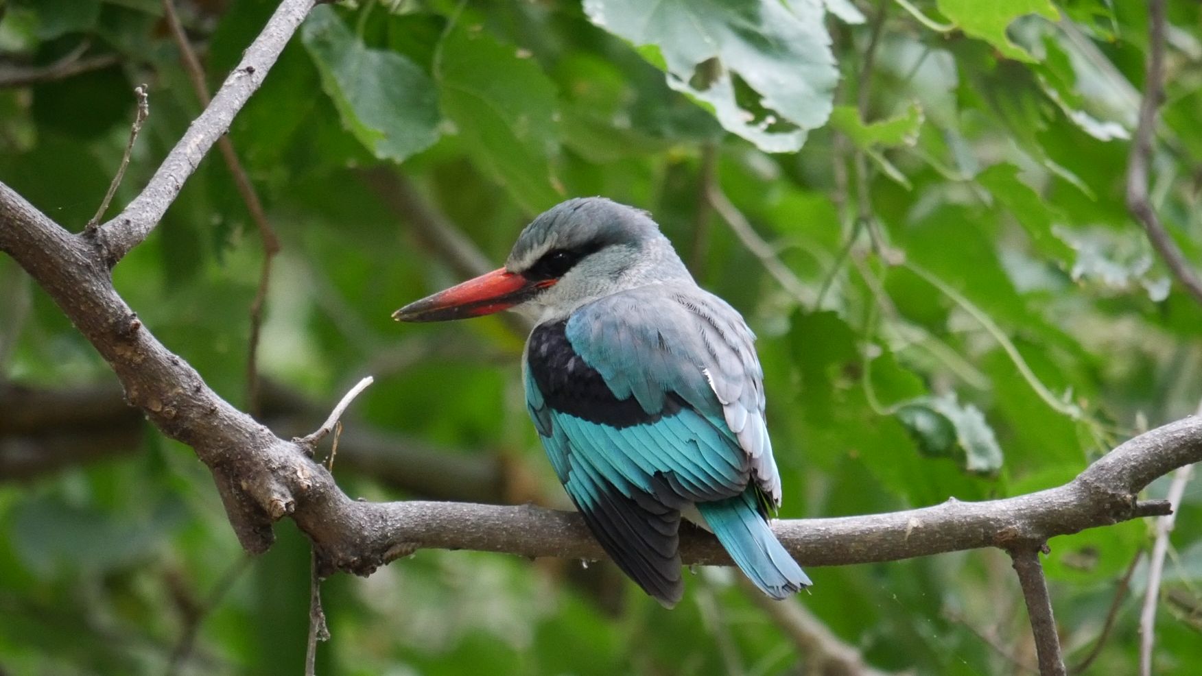 erfahrungsberichte-rangerkurse-suedafrika-field-guide-level-1-juliana-kingfisher-natucate