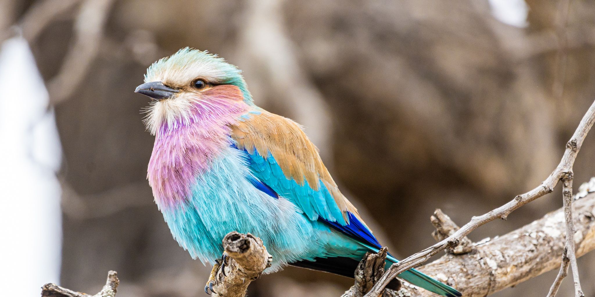 Lilac brested Roller