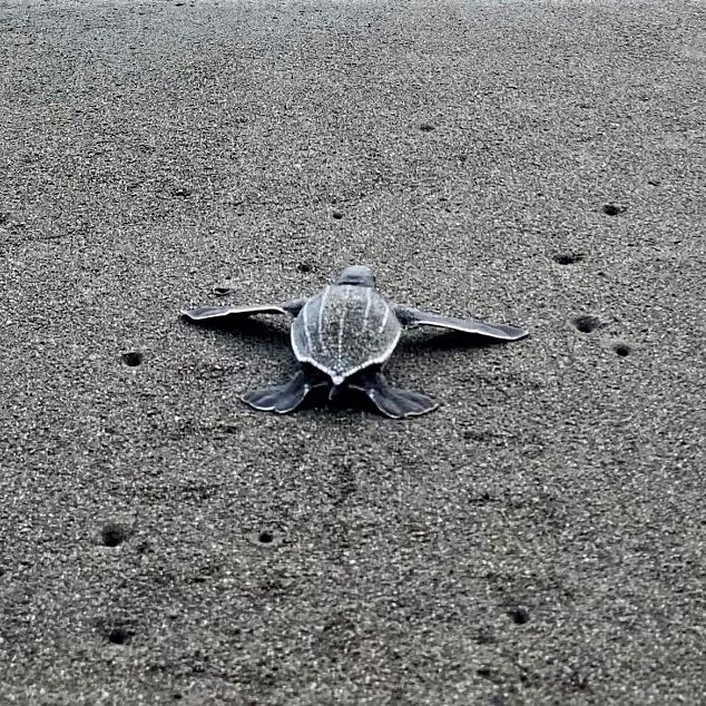 Eine Babyschildkröte, die gerade geschlüpft ist, befindet sich am Strand