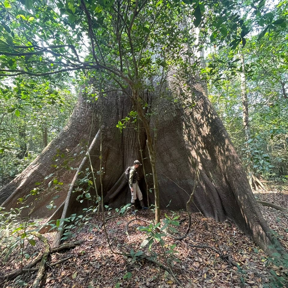 natucate-freiwilligenprojekt-peru-review-emma-regenwald-baum