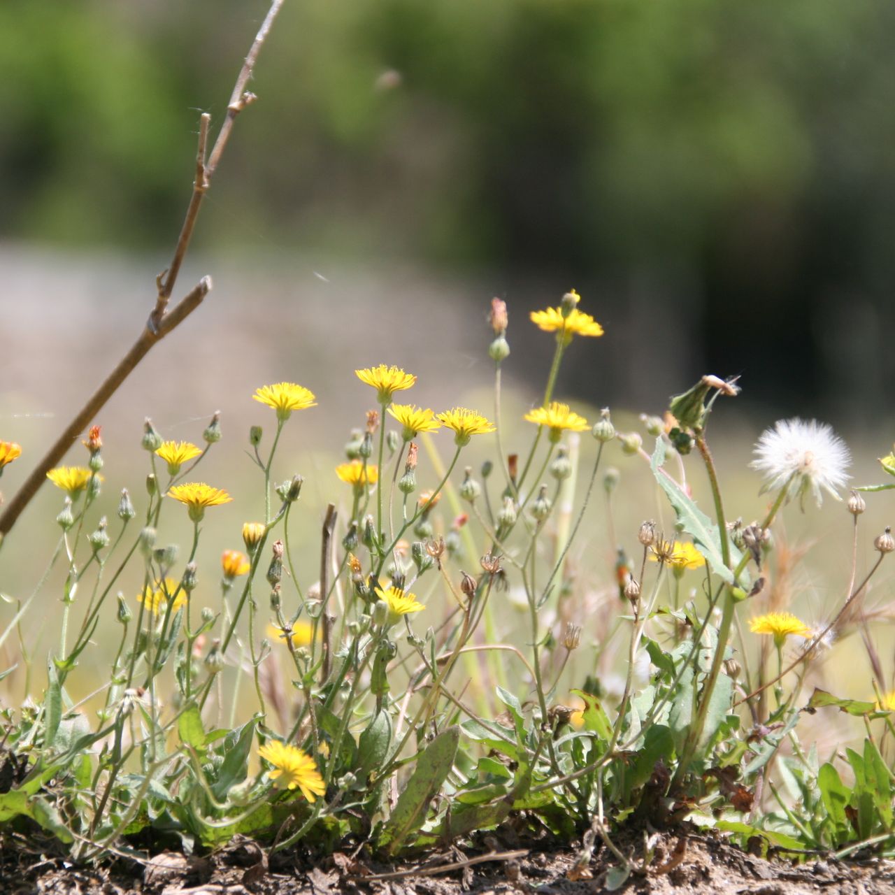 freiwilligenarbeit-spanien-erfahrungsbericht-naturschutz-natucate