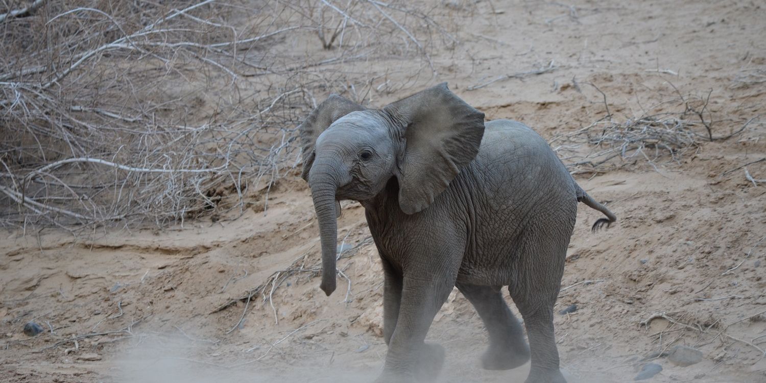Ein junges Elefantenkalb marschiert stolz durch das trockene Damaraland in Namibia.