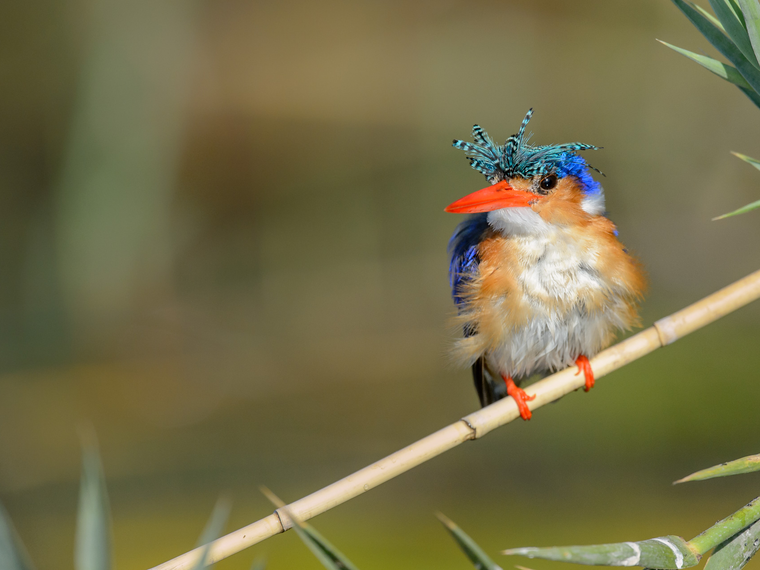 reise-safari-delta-caprivi-bird