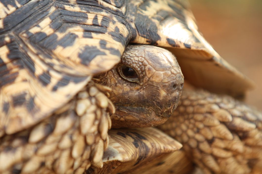Nahaufnahme einer Pantherschildkr&ouml;te zur Tierkunde, die ihren Kopf in ihren Panzer einzieht