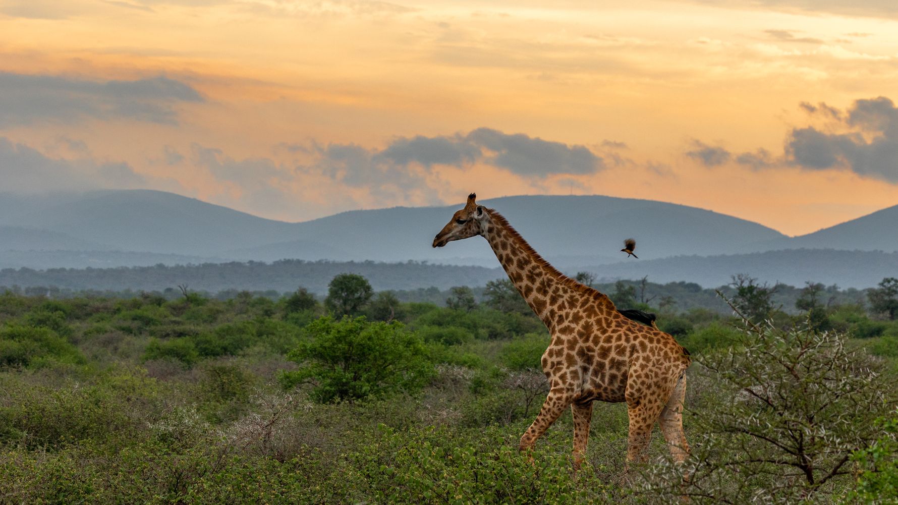 erfahrungsberichte-freiwilligenarbeit-suedafrika-fgl1-martina-giraffe-natucate