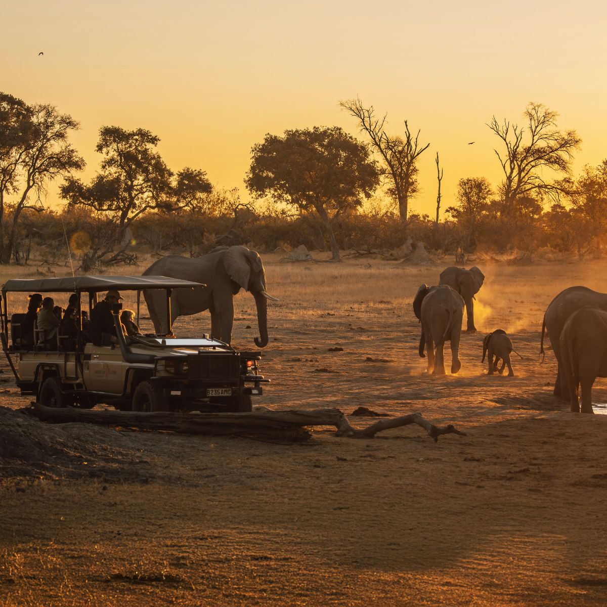 Game Drive im Okavango Delta mit Elefanten