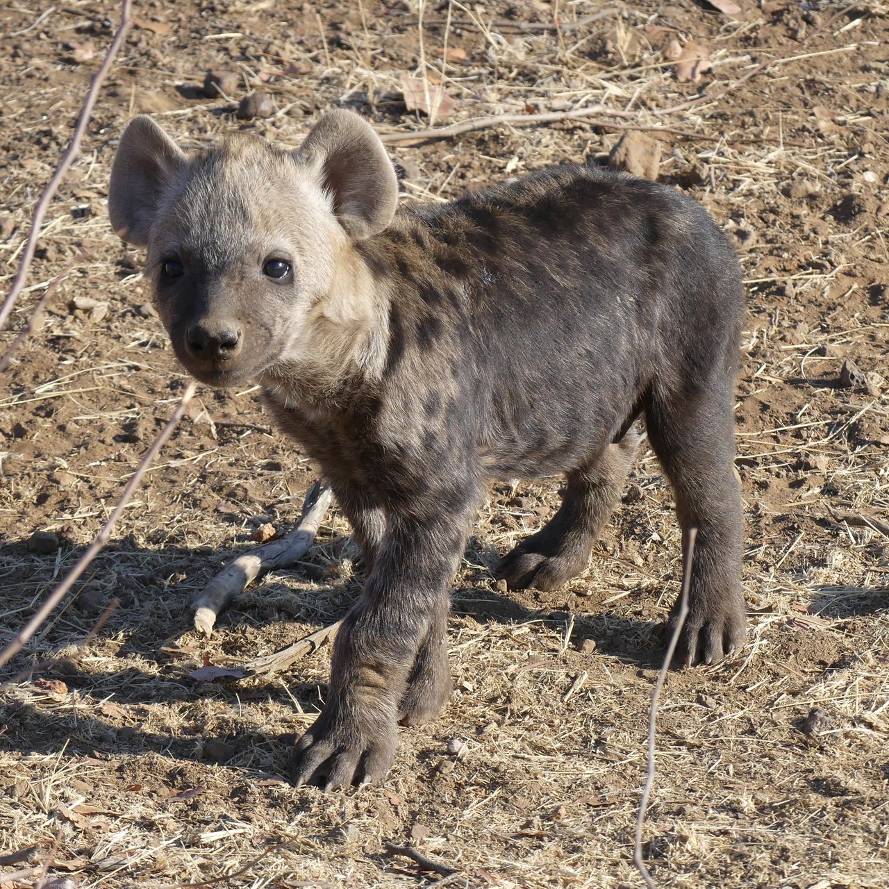 erfahrungsbericht-botswana-kundenfotos-rangerausbildung-wildhundjunges-natucate