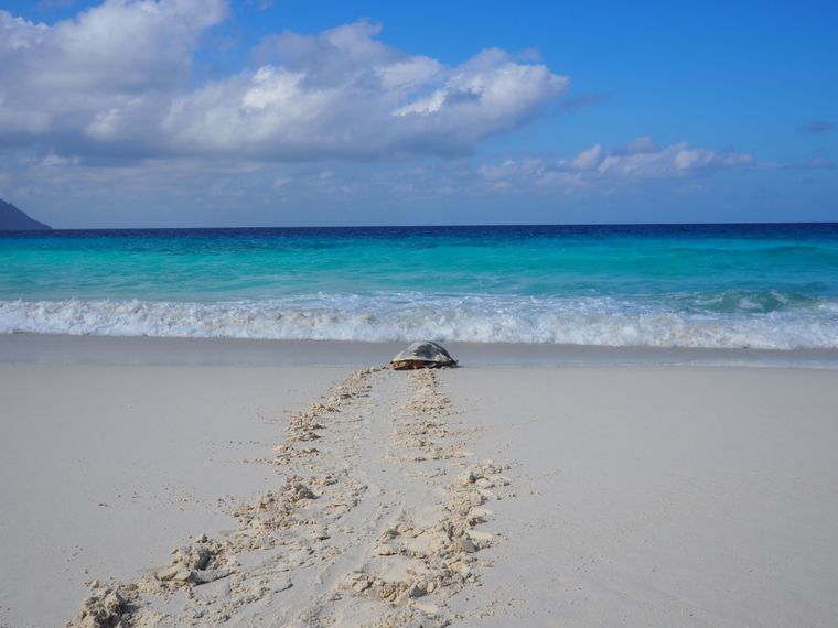 freiwilligenarbeit-seychellen-schildkroete-artenschutz